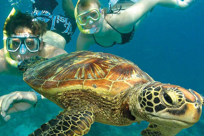 6-Day Best of Cairns Including the Great Barrier Reef, Kuranda and the Daintree Rainforest - Pricing and Booking Details