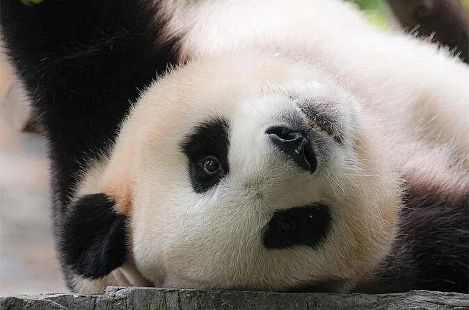 6-Day Chengdu Free Tour with Accommodation and Airport Transfer - FAQ