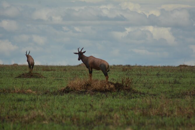 6-Day Essence of Serengeti & Ngorongoro Migration Safari - Good To Know