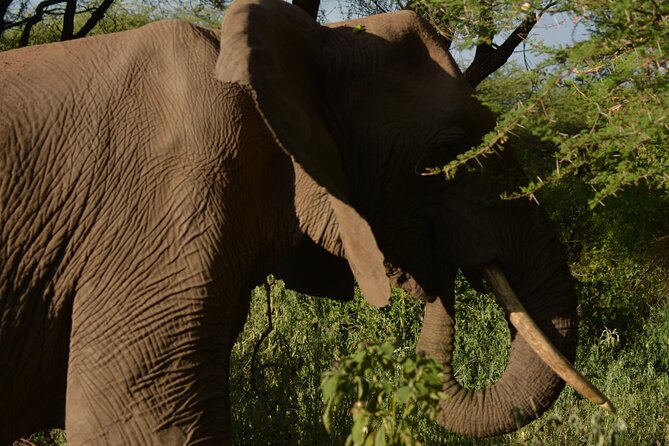 6-Day Essence of Serengeti & Ngorongoro Migration Safari - Itinerary Overview