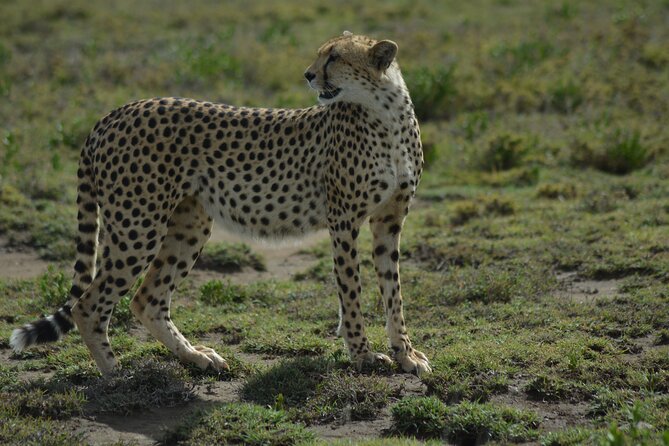 6-Day Essence of Serengeti & Ngorongoro Migration Safari - Accommodation Details