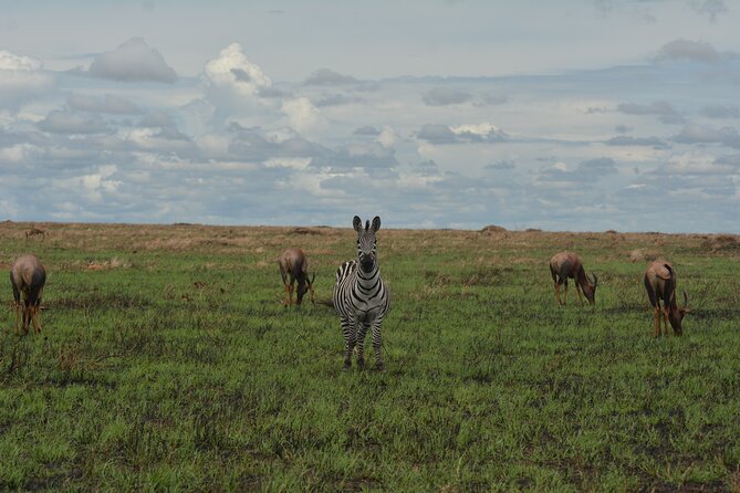 6-Day Essence of Serengeti & Ngorongoro Migration Safari - Booking Information