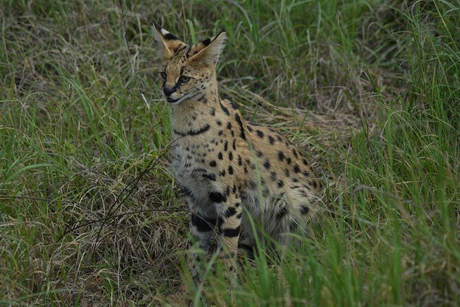 6-Day Essence of Serengeti & Ngorongoro Migration Safari - The Sum Up