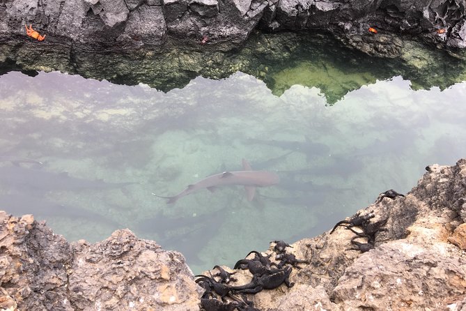 6-Day Galapagos Island Hopping Tour: Santa Fe, Santa Cruz and Los Tuneles - Inclusions