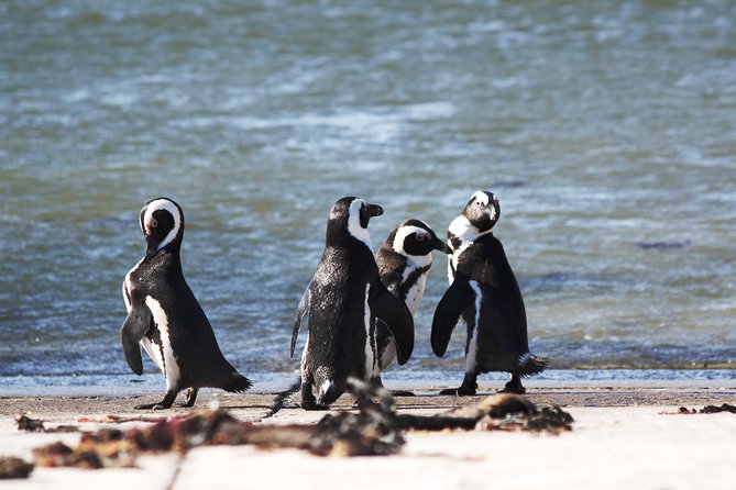 6-Day Garden Route & Addo South African Adventure From Cape Town - Common Questions