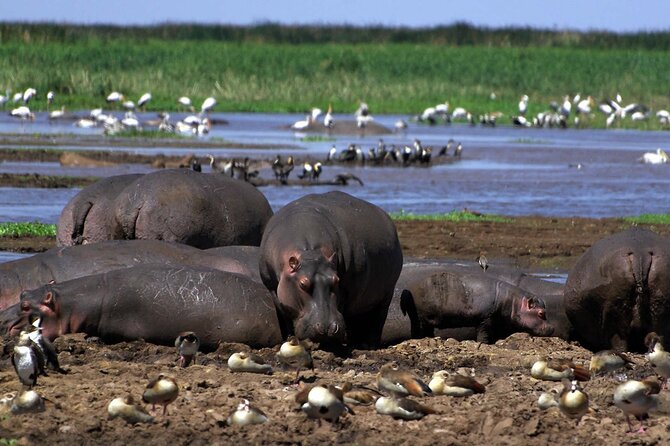 6-Day Giraffe Center Lake Naivasha Hells Gate and Masai Mara - Transportation Logistics