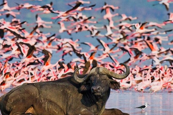 6-Day Giraffe Center Lake Naivasha Hells Gate and Masai Mara - Guide Information