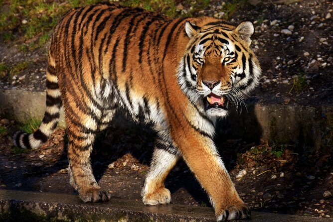 6 Day Golden Triangle With Ranthambore - Taj Mahal Sunset/Sunrise - Itinerary Overview