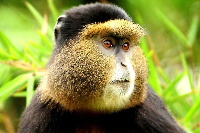 6-Day Gorilla And Golden Monkey Trekking Mgahinga Park - Accommodation and Inclusions