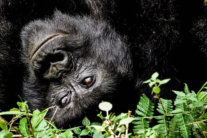 6-Day Gorilla And Golden Monkey Trekking Mgahinga Park - Gorilla and Golden Monkey Trekking Details