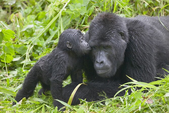 6-Day Gorilla And Golden Monkey Trekking Mgahinga Park - Pickup and Transportation Information