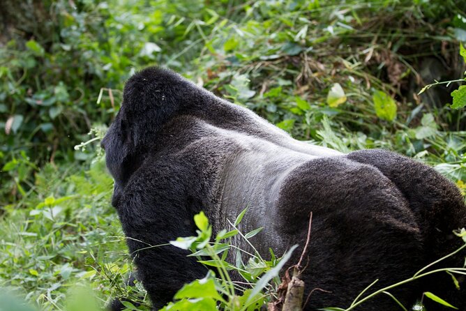 6-Day Gorilla And Golden Monkey Trekking Mgahinga Park - Contact Information and Booking Details