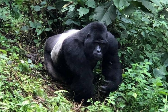 6 Day Gorillas, Golden Monkeys and Chimp Trek at Kibale - Pricing and Reviews