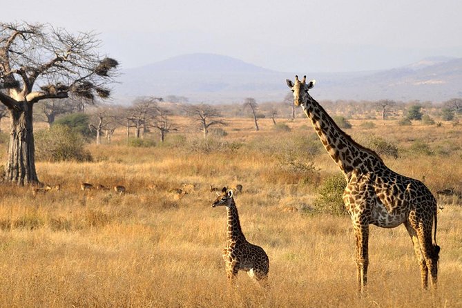 6-Day Kenya and Tanzania Safari - Meals and Dining Experience