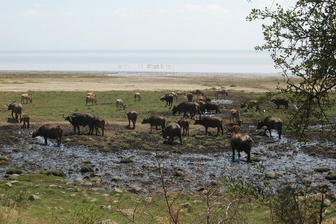 6-day Lake Manyara Serengeti Ngorongoro Crater and Tarangire - Cancellation Policy