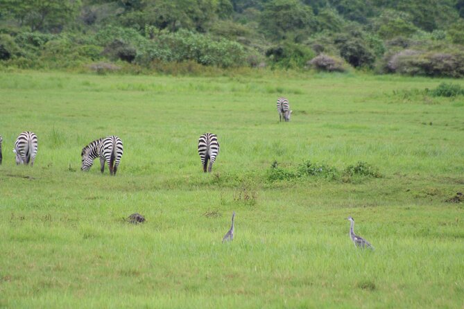 6-day Lake Manyara Serengeti Ngorongoro Crater and Tarangire - Frequently Asked Questions