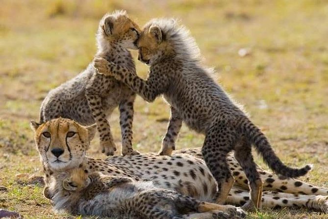 6 Day Maasai Mara, Lake Nakuru, Amboseli National Park - Wildlife Safari Experiences