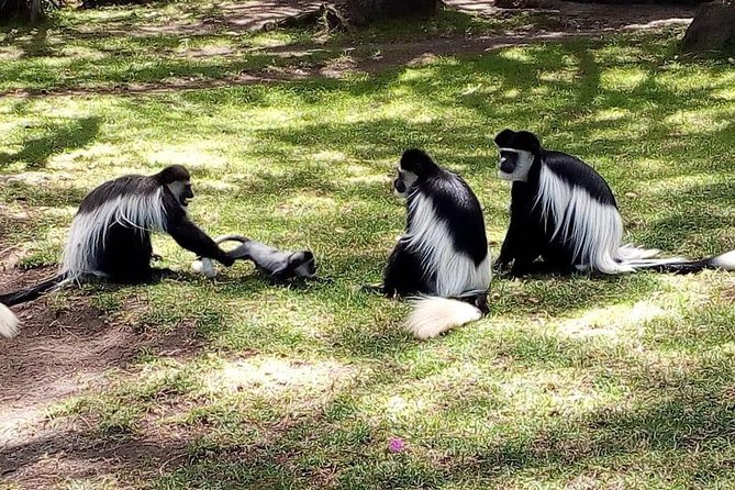 6 Day Maasai Mara, Lake Nakuru, Amboseli National Park - Optional Activities and Excursions