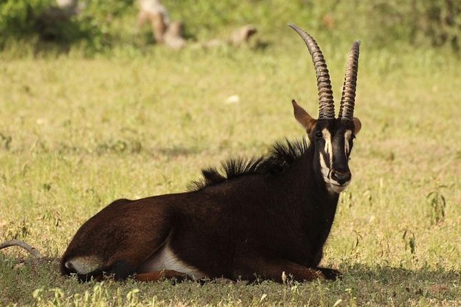 6-Day Masai Mara, Nakuru, Amboseli - Luxury - Safari - Tour Inclusions