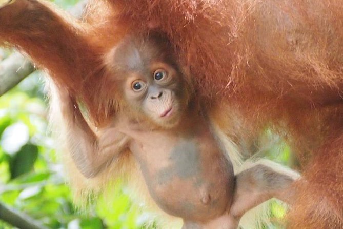 6 Day North Sumatra Jungles Orangutans Overnight Trek and Hot Springs - Jungle Trekking Experience