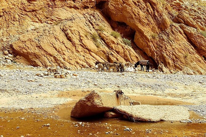 6 Day Private Morocco Tour From Marrakech to Desert, Chefchaouen and Tangier - Meals and Dining