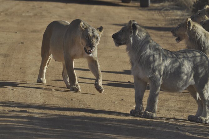 6-Day Private South to North Kruger National Park Tour - The Sum Up