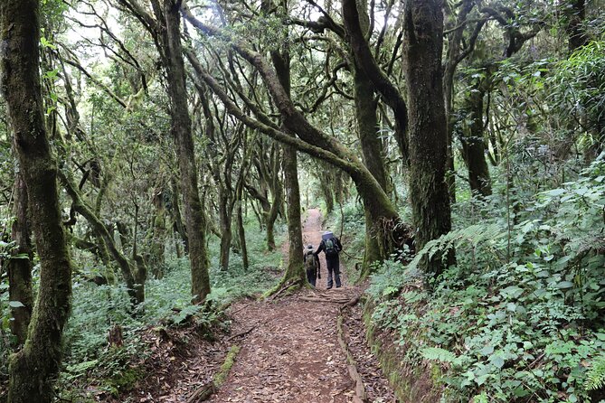 6 Day Private Tour at Kilimanjaro Rongai Route - What To Expect and Health Guidelines