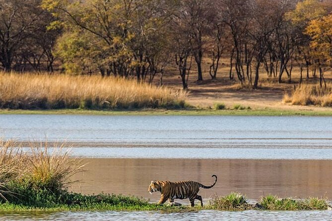 6-Day Private Tour of Indian Wildlife & Palaces From Colombo Port - Pickup & Meeting Points