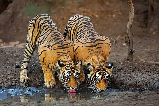 6-Day Private Tour of Indian Wildlife & Palaces From Colombo Port - Booking Information