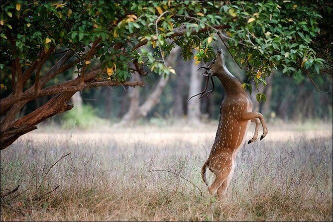 6-Day Private Tour of Indian Wildlife & Palaces From Colombo Port - Restrictions & Recommendations