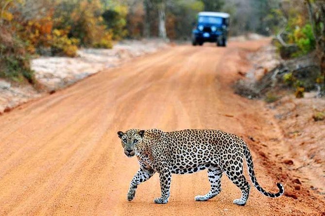6 Day Round Tour in Sri Lanka With Chauffeur - Tour Details