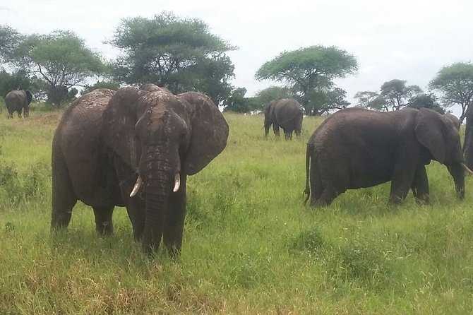 6-Day Safari to Samburu, Lake Nakuru & Masai Mara - Samburu National Reserve