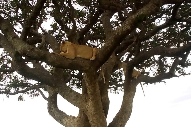 6-Day Safari to Samburu, Lake Nakuru & Masai Mara - Safari Activities