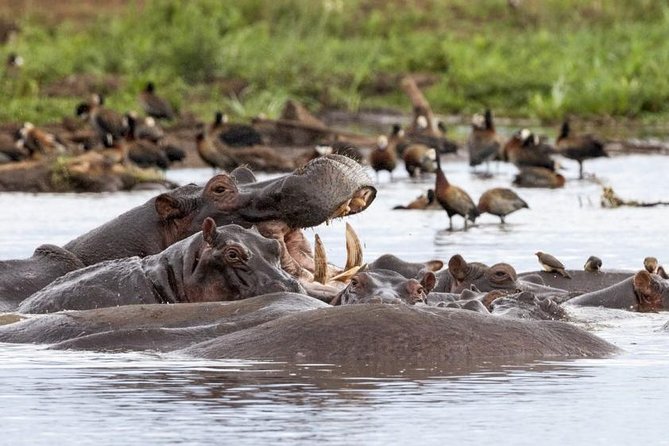 6 Day Serengeti Wildebeest Migration Camping Safari - Pickup Logistics
