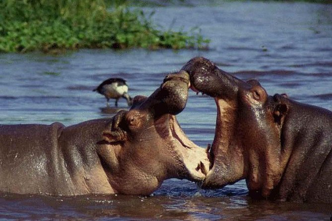 6 Day Serengeti Wildebeest Migration Camping Safari - Pricing and Cancellation Policy