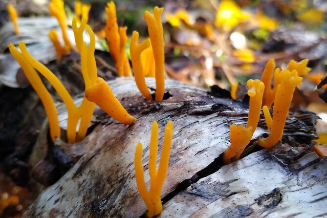 6-Day Small-Group Advanced Survival Course in Södermanland - Whats Included