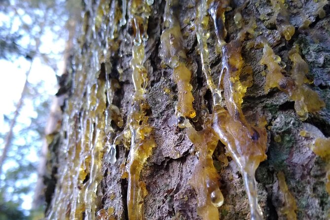 6-Day Small-Group Advanced Survival Course in Södermanland - Directions