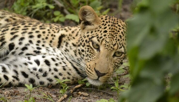 6-Day Sri Lanka History, Wildlife, Hill Country, Beaches - Wildlife Safari Adventures