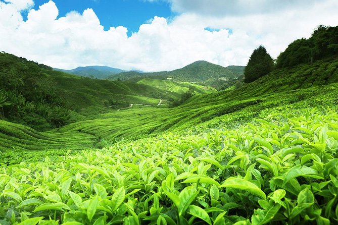 6-Day Sri Lanka Private Tour - Pricing and Availability