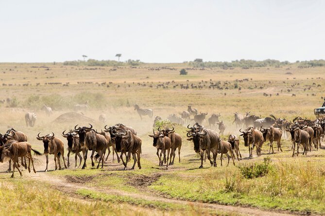 6 Day Tanzania Budget Camping Safari From Arusha. - Frequently Asked Questions
