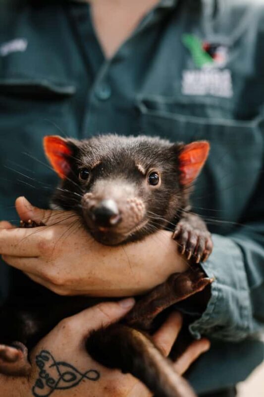 6 Day Tassie Tour Bundle: Island Icons - FAQs  