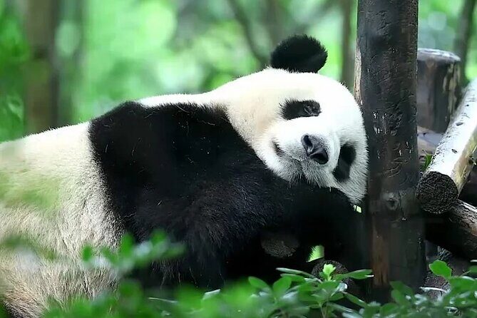 6-Day Tour Dujiangyan, Qingcheng Mountain, Chengdu Panda Base - Good To Know