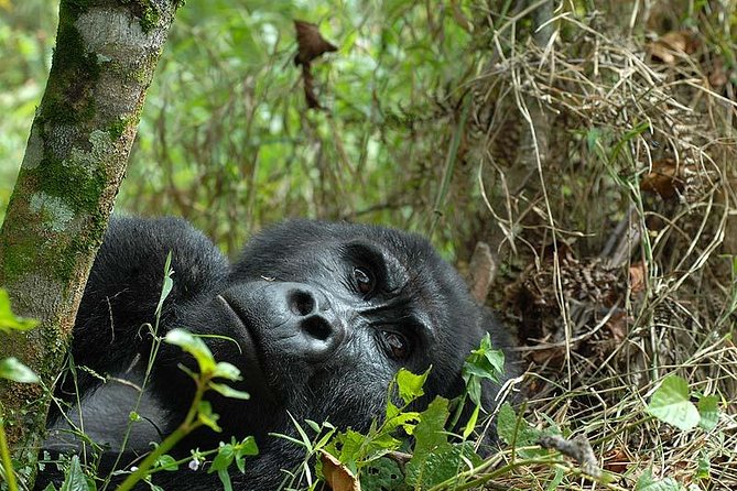 6-Day Uganda Gorilla Adventure (Fly-in) - Fly-in Logistics