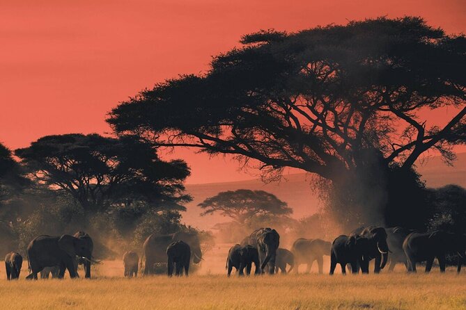 6-Day Unforgettable Tour in Tanzania - Included Activities