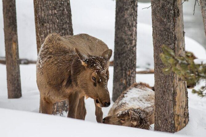 6 Day Winter Wonderland Tour in Yellowstone National Park - FAQ
