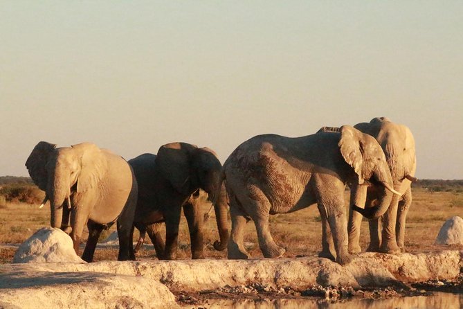 6-day Zebra Safari Tour in Makgadikgadi and Okavango Delta - Pricing and Booking Details