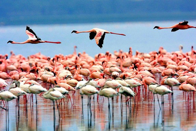 6 Days 5 Nights Lodge Safari Tarangire, Manyara, Serengeti & Ngorongoro Crater - Cultural Experiences