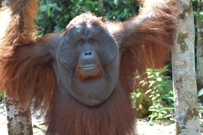 6 Days 5 Nites Dayak Riam Tinggi & Orangutan Heart of Borneo Ecotourism - Tour Overview