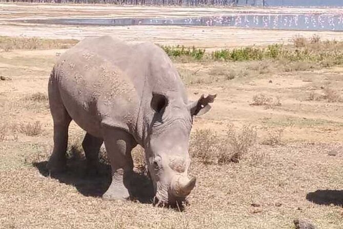 6 Days Aberdares, Lake Naivasha, Nakuru, Masai Mara From Nairobi - Tour Operator Information