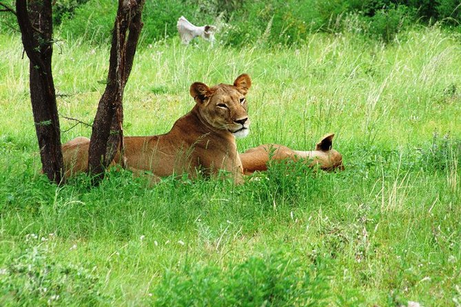 6 Days Aberdares, Lake Naivasha, Nakuru, Masai Mara From Nairobi - Additional Meeting and Pickup Information